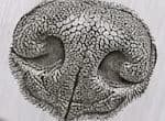 Nose print example
