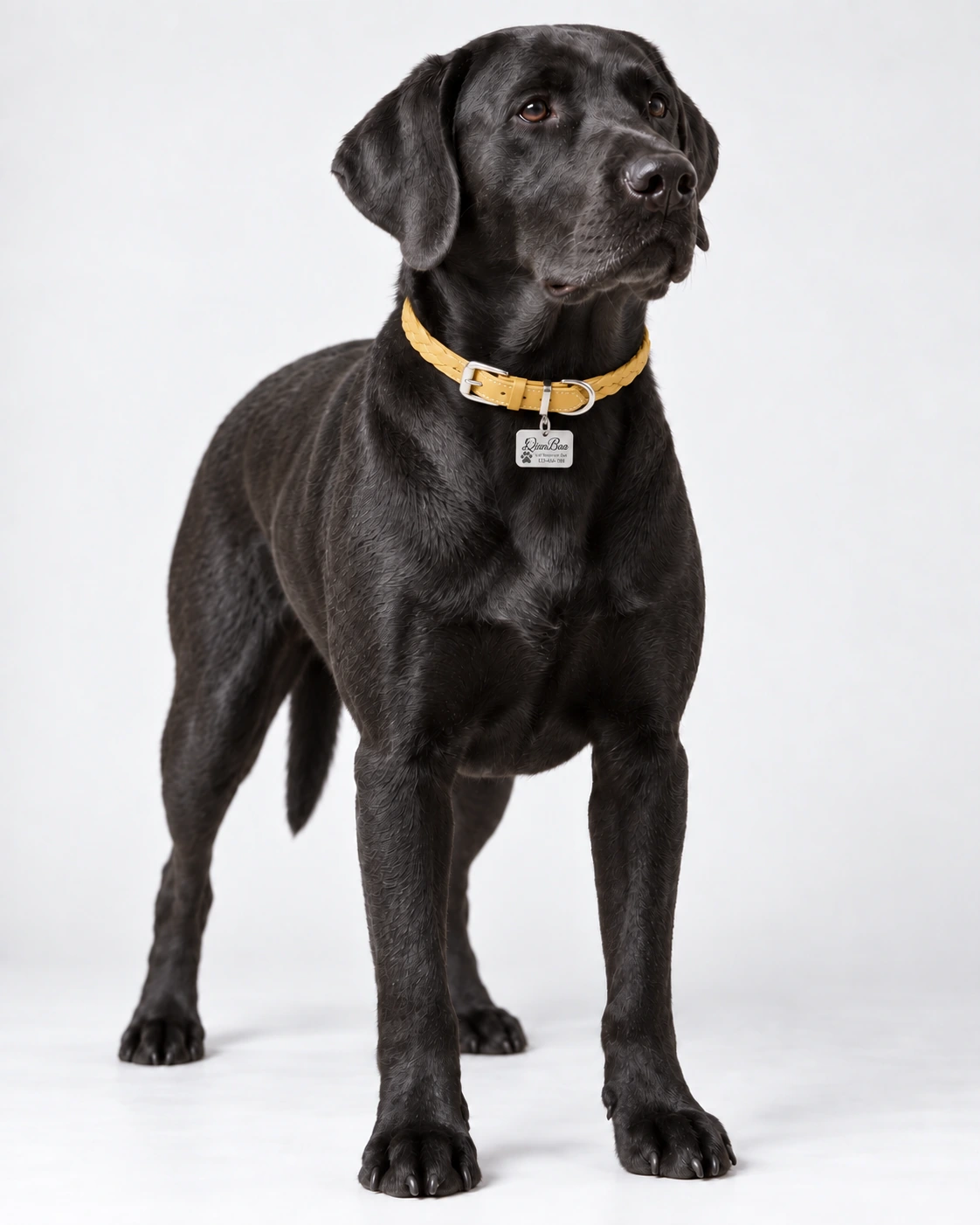 QianBao wearing Joy · Yellow Braided Collar